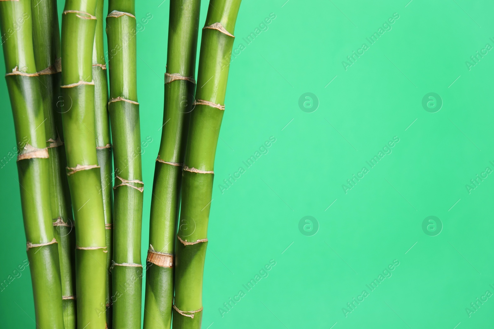 Photo of Beautiful bamboo stems on light green background, space for text