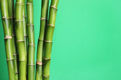 Photo of Beautiful bamboo stems on light green background, space for text