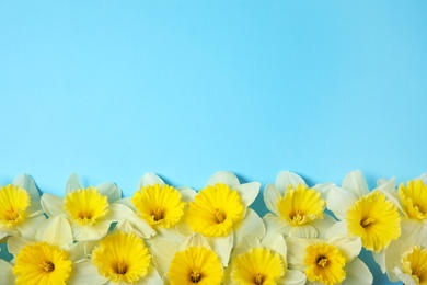 Flat lay composition with daffodils and space for text on color background. Fresh spring flowers