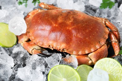 Delicious boiled crab, lime, parsley and ice on table, closeup