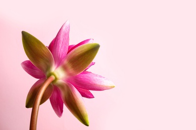 Photo of Beautiful blooming lotus flower on pink background. Space for text