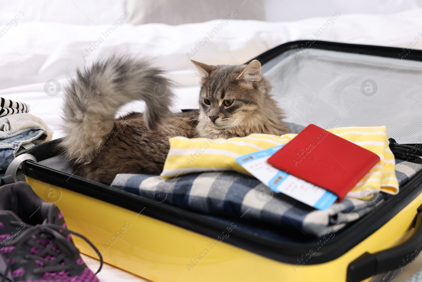 Photo of Travel with pet. Clothes, cat, passport and suitcase on bed indoors