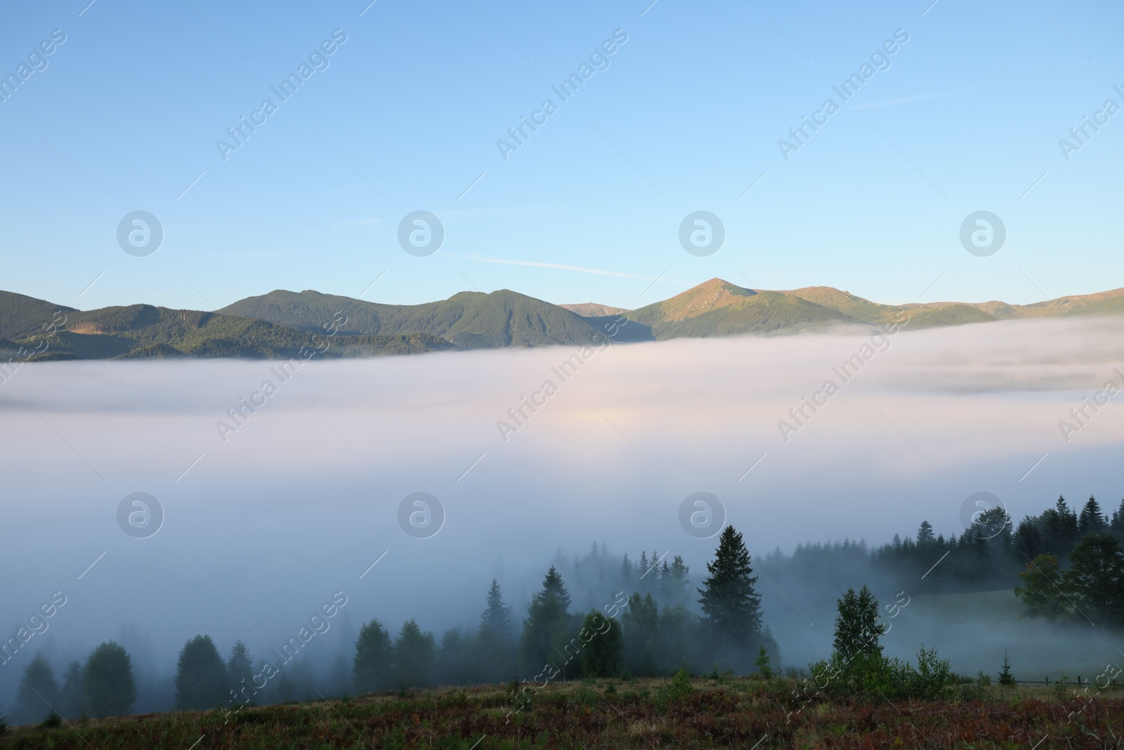 Photo of Picturesque view foggy forest in mountains on morning