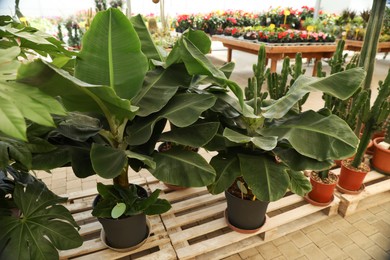 Photo of Beautiful potted banana trees on wooden pallets in garden center
