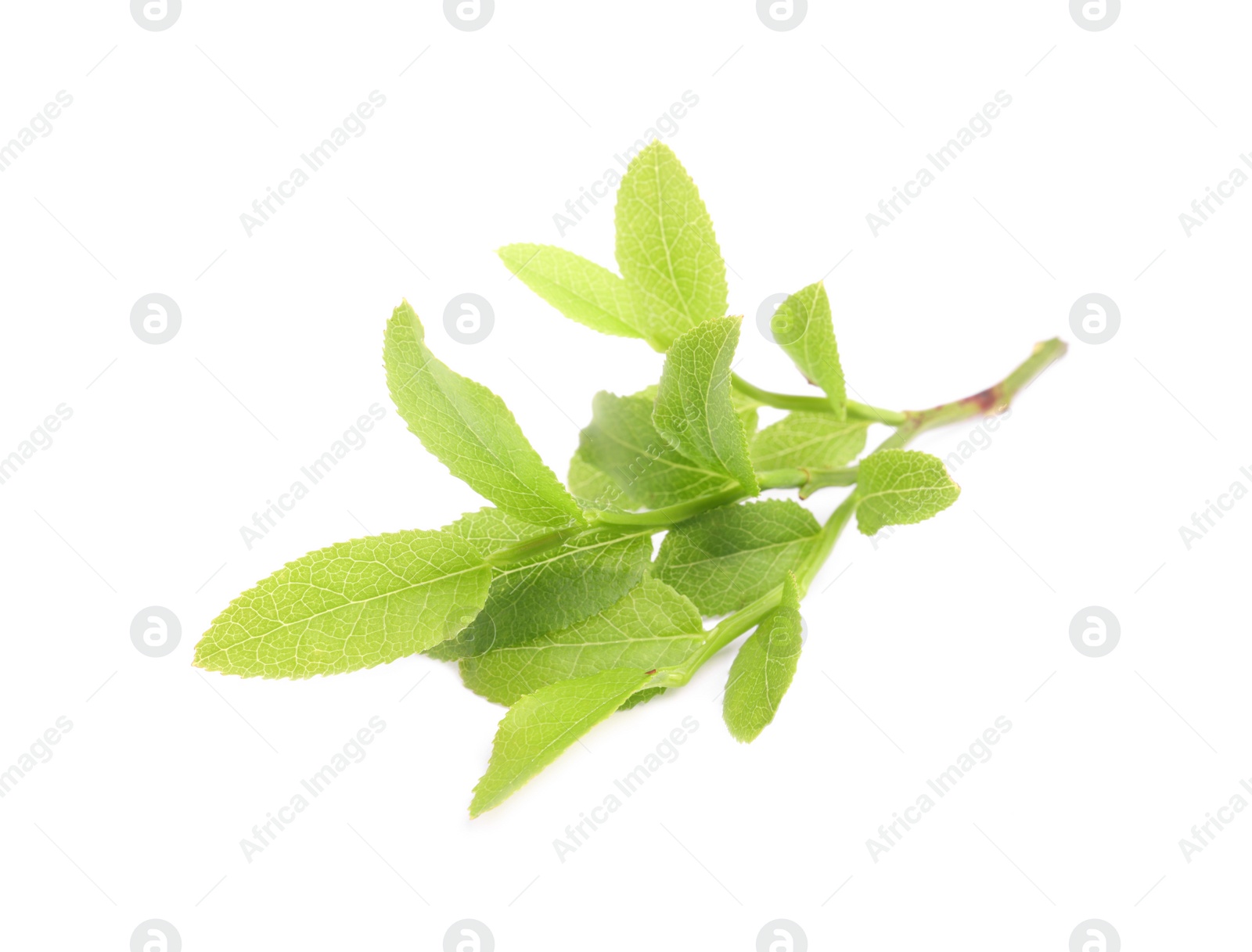 Photo of Bilberry branch with fresh green leaves isolated on white