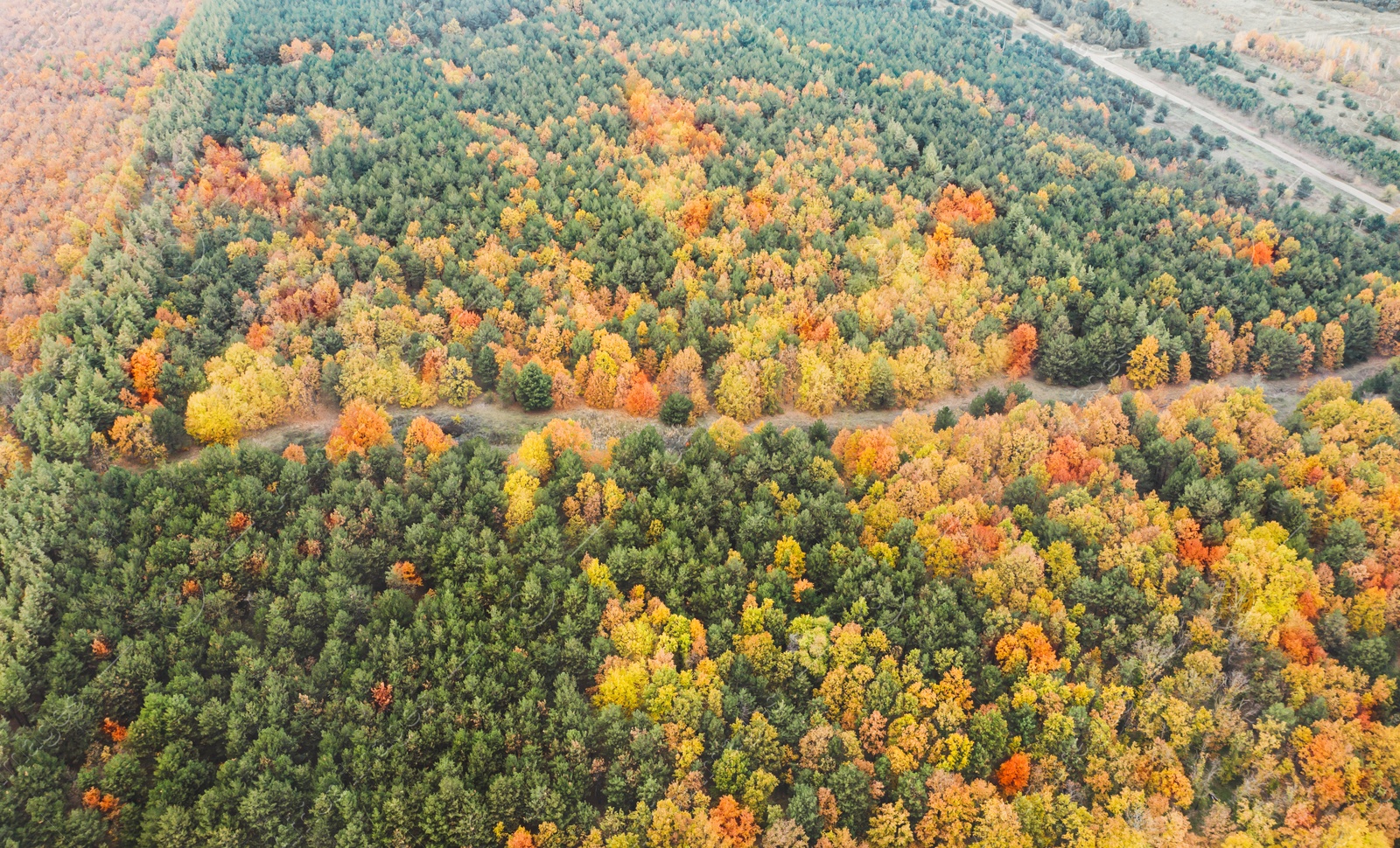 Image of Aerial view of beautiful forest on autumn day