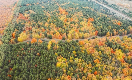 Aerial view of beautiful forest on autumn day