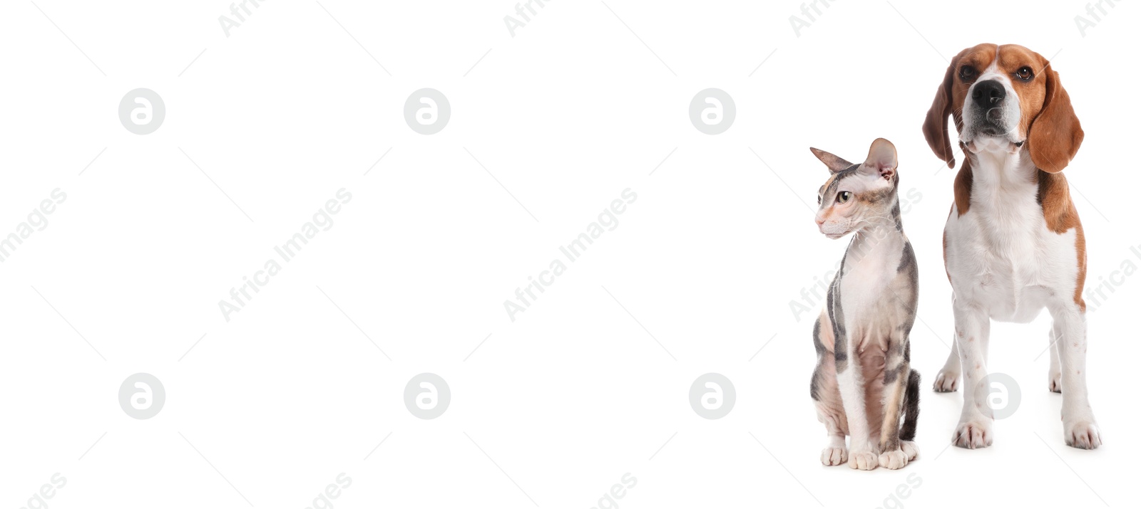 Image of Cute cat and adorable dog on white background. Banner design with space for text