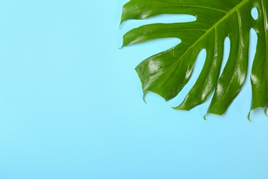 Fresh tropical monstera leaf on color background, top view