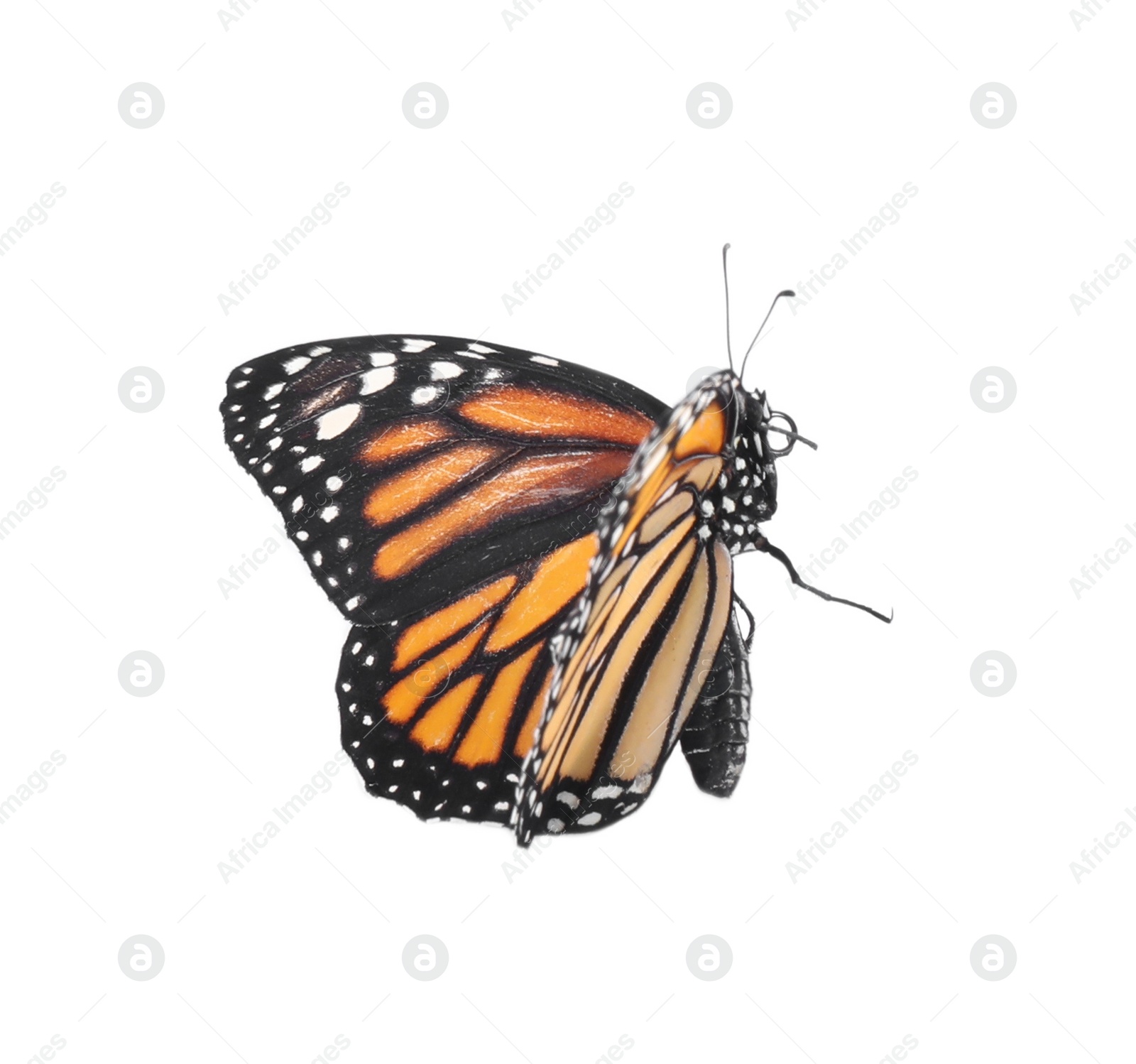 Photo of Beautiful fragile monarch butterfly isolated on white