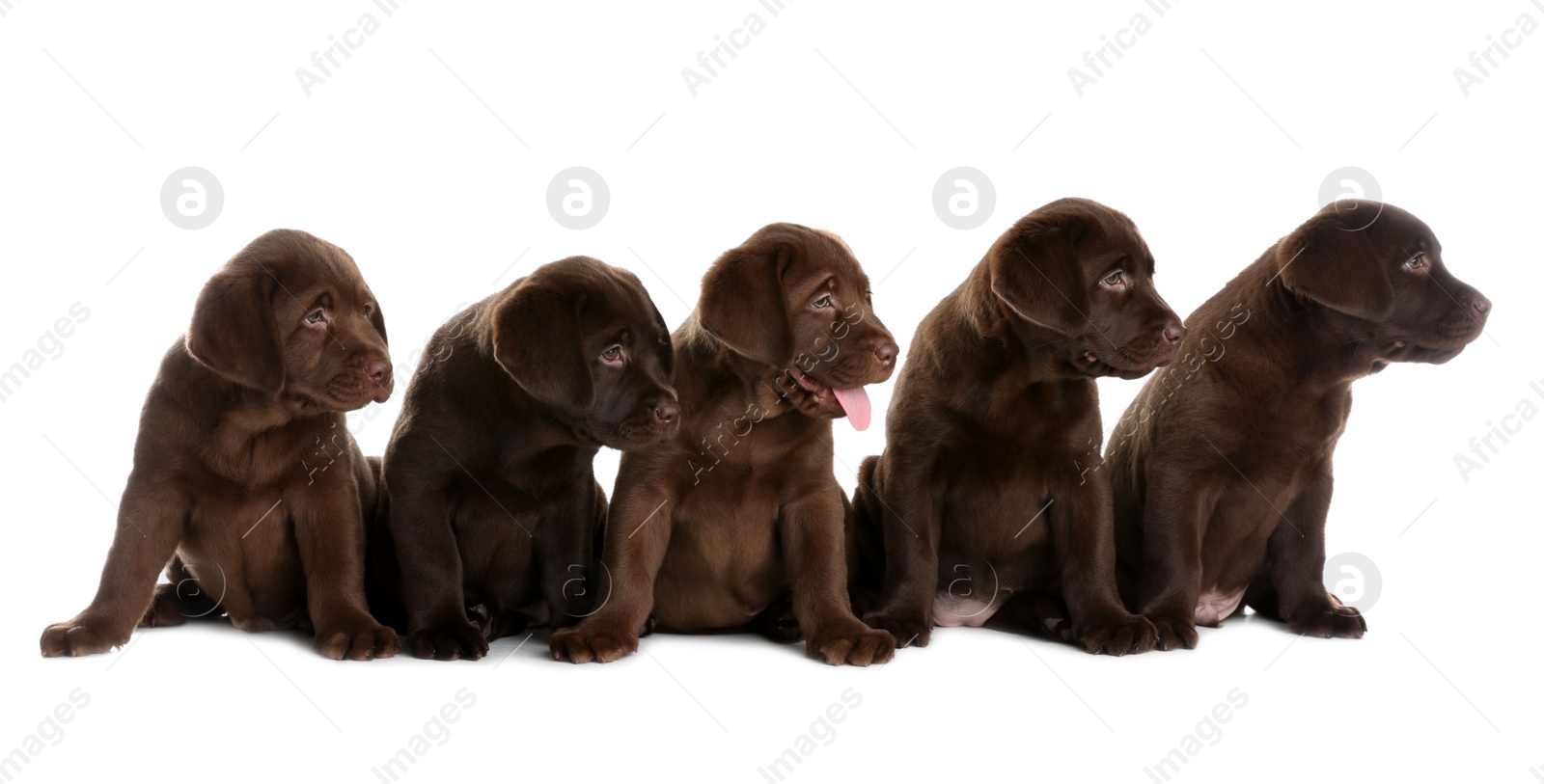 Photo of Chocolate Labrador Retriever puppies on white background