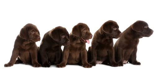 Chocolate Labrador Retriever puppies on white background