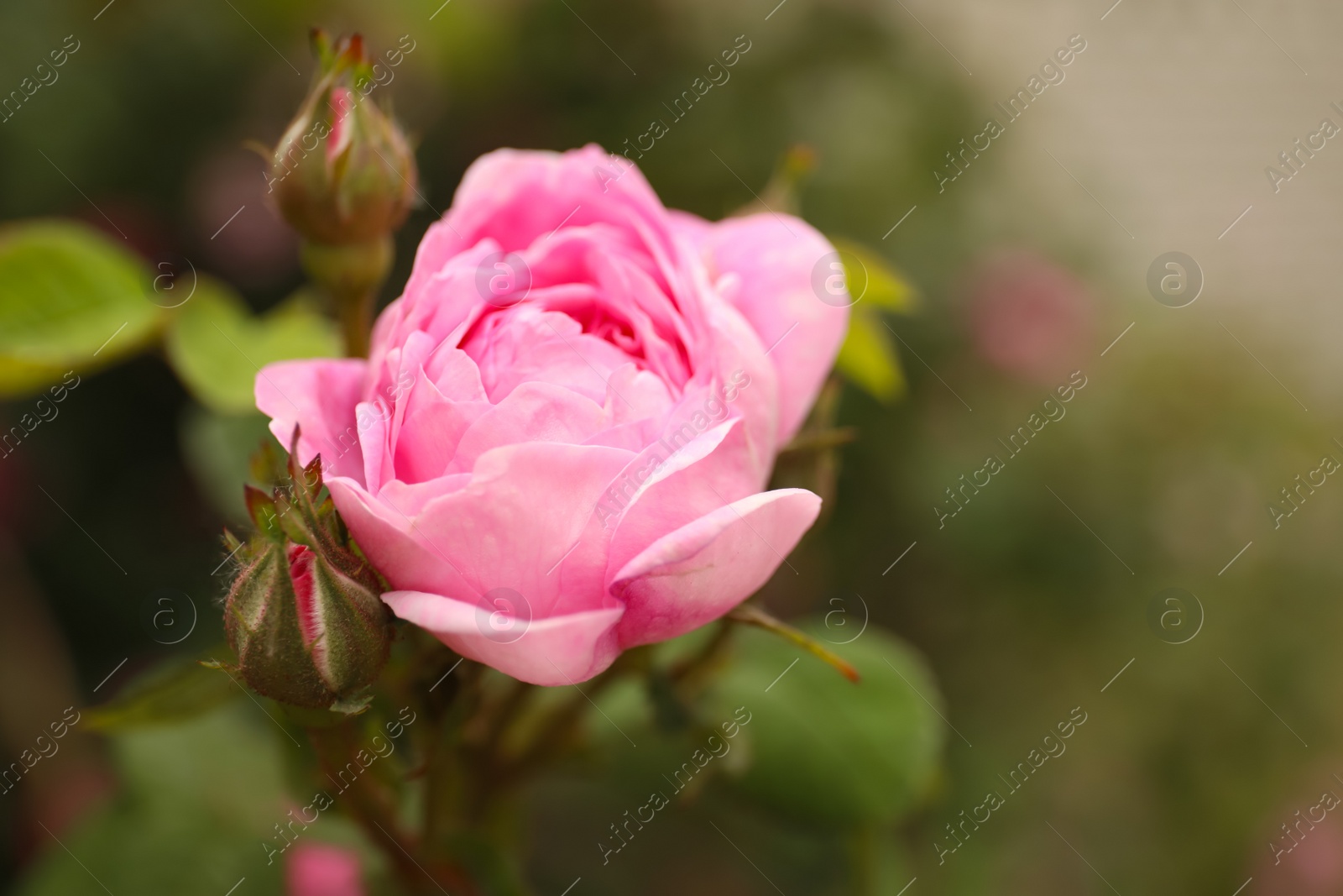 Photo of Closeup view of beautiful blooming pink rose bush outdoors. Space for text