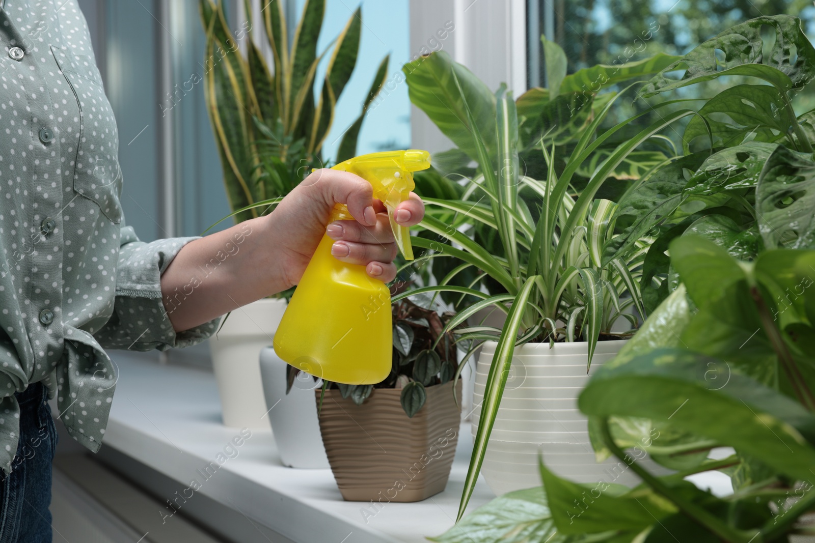 Photo of Woman spraying beautiful houseplants near window at home, closeup