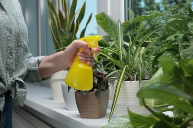 Woman spraying beautiful houseplants near window at home, closeup