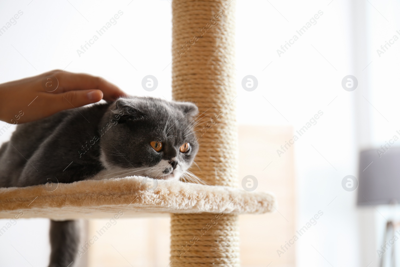 Photo of Woman stroking her cat at home, closeup