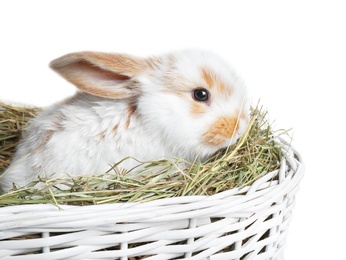 Photo of Cute bunny in wicker basket on white background