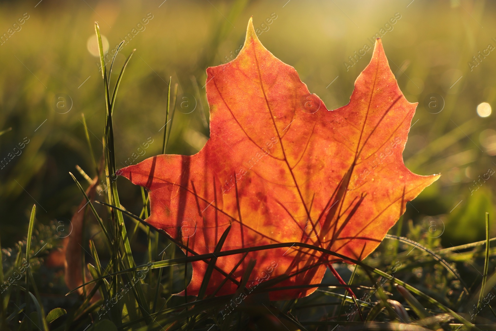 Photo of Beautiful fallen leaf among green grass outdoors on sunny autumn day, closeup