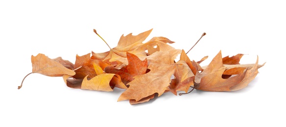 Photo of Heap of fallen leaves on white background. Autumn season