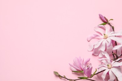 Photo of Magnolia tree branches with beautiful flowers on pink background, flat lay. Space for text