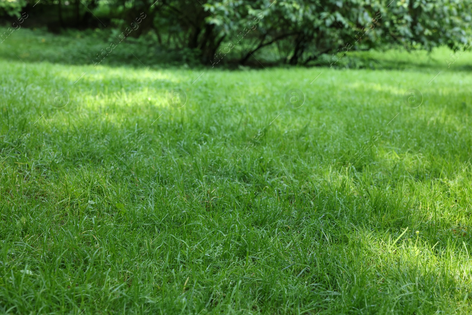 Photo of Fresh green grass growing outdoors in summer