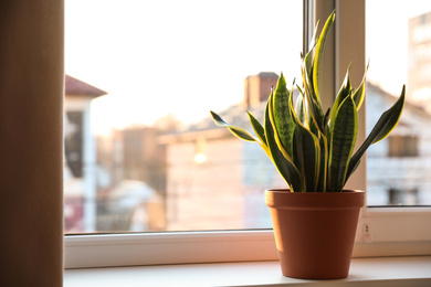 Photo of Potted Sansevieria plant on window sill at home. Space for text