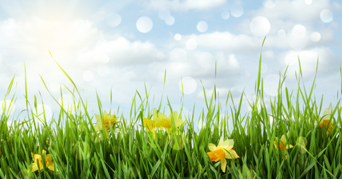 Image of Fresh green grass and bright daffodils on sunny day. Spring season