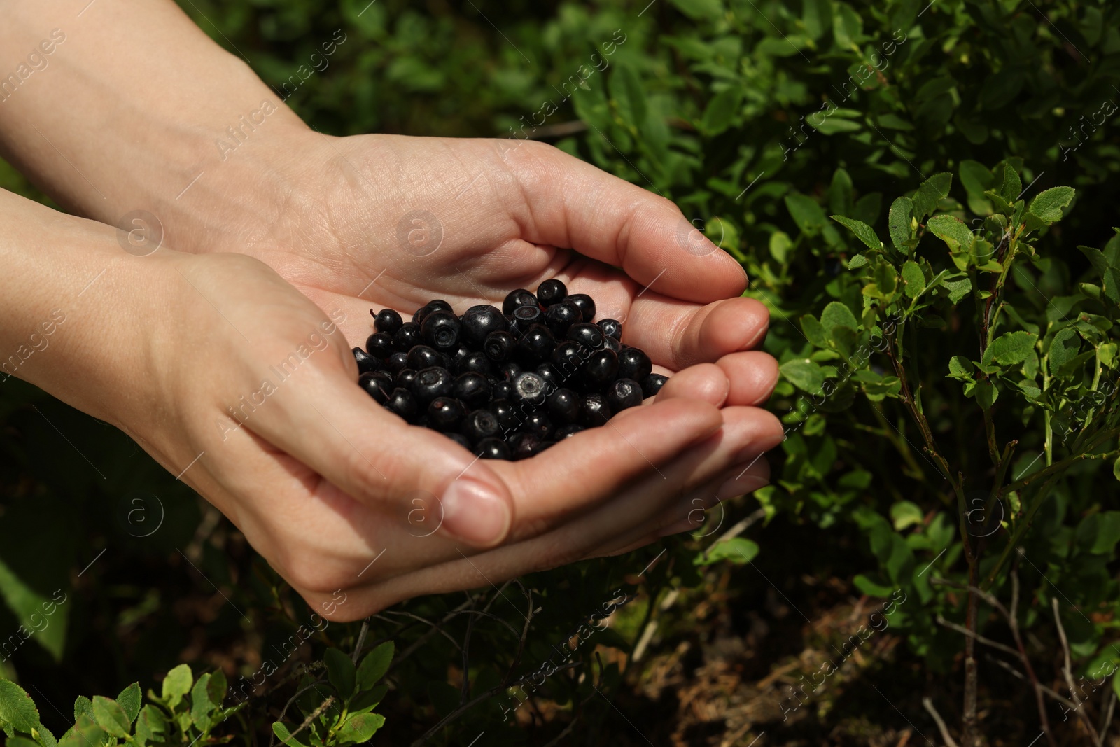 Photo of Woman holding bilberries outdoors, closeup. Seasonal berries