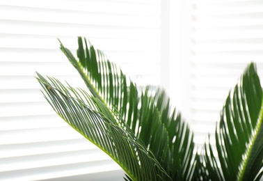 Photo of Tropical plant with green leaves indoors, closeup. Modern decor for stylish interior