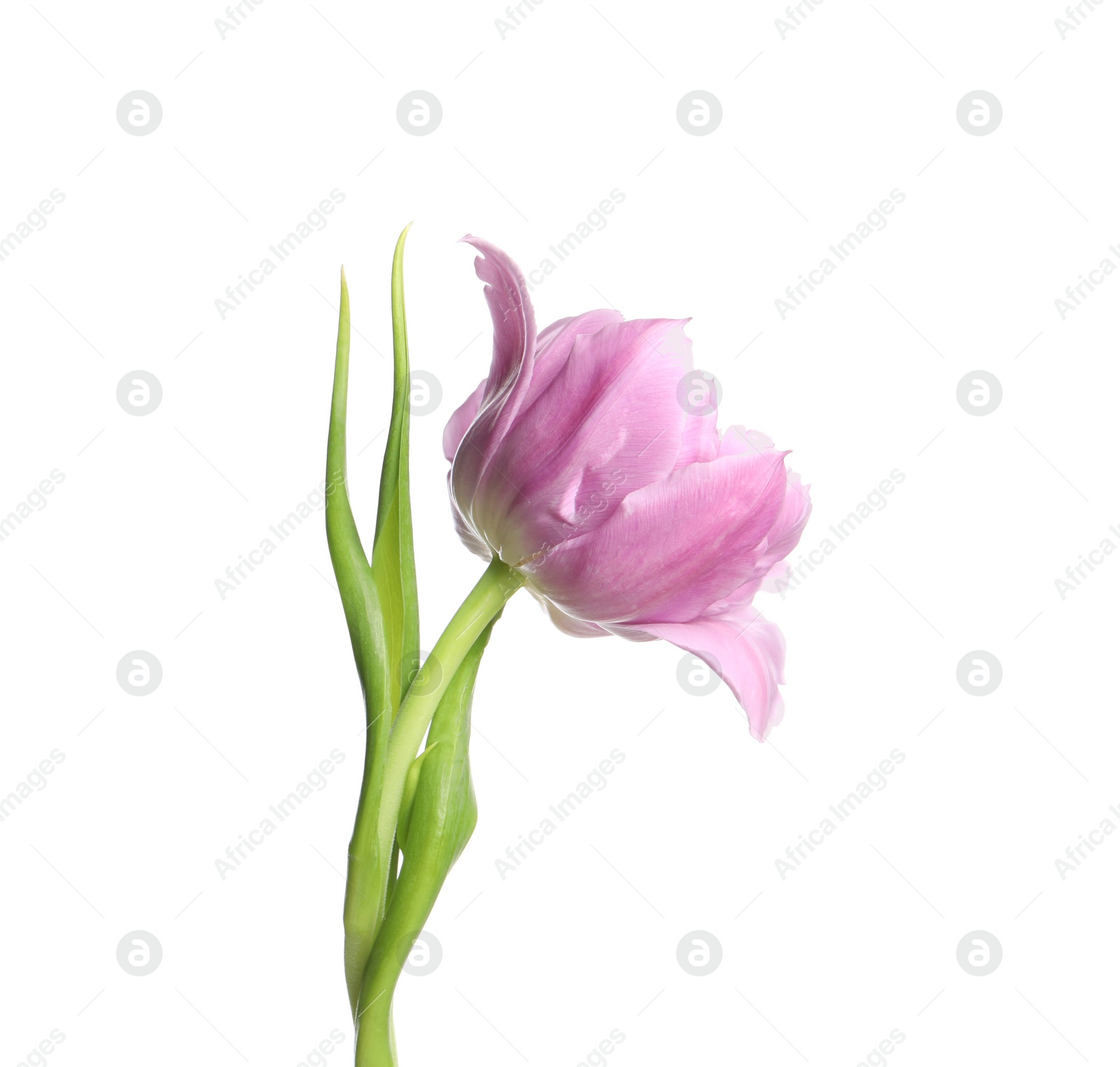 Photo of Beautiful colorful tulip flower isolated on white