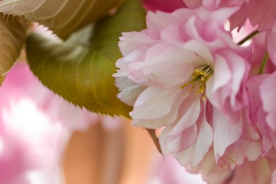 Beautiful pink flower of blossoming sakura tree, closeup