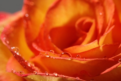 Closeup view of beautiful blooming rose with dew drops