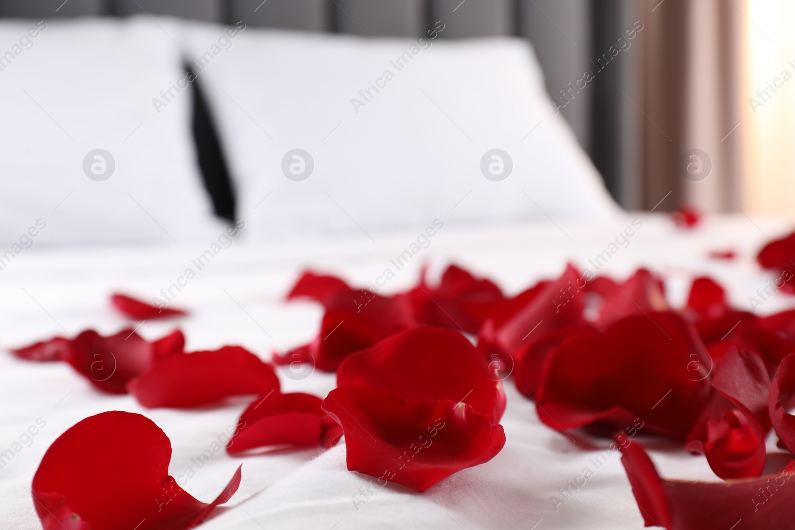 Photo of Honeymoon. Beautiful rose petals on bed, closeup