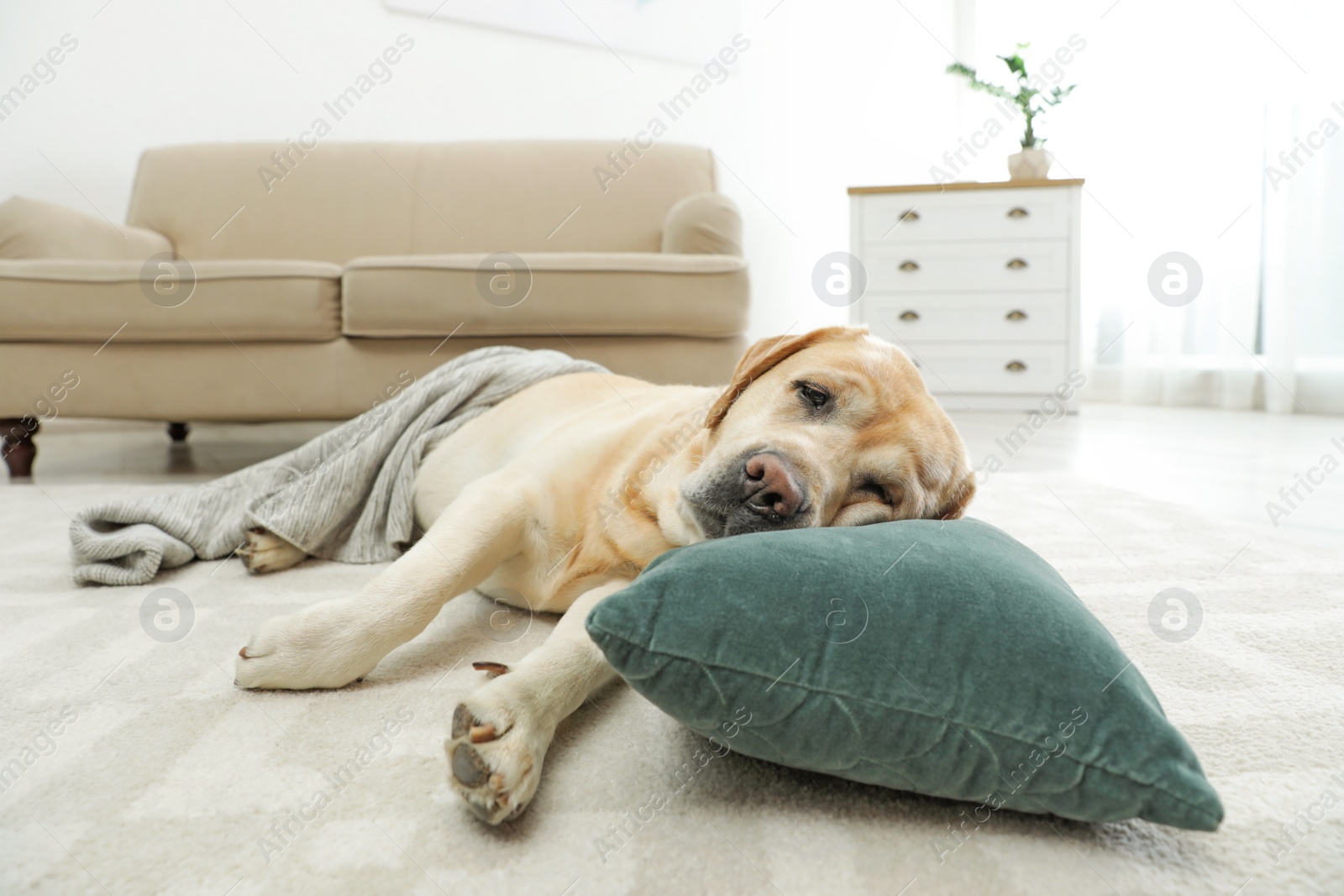 Photo of Yellow labrador retriever with pillow lying on floor indoors