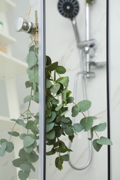 Photo of Branches with green eucalyptus leaves in shower