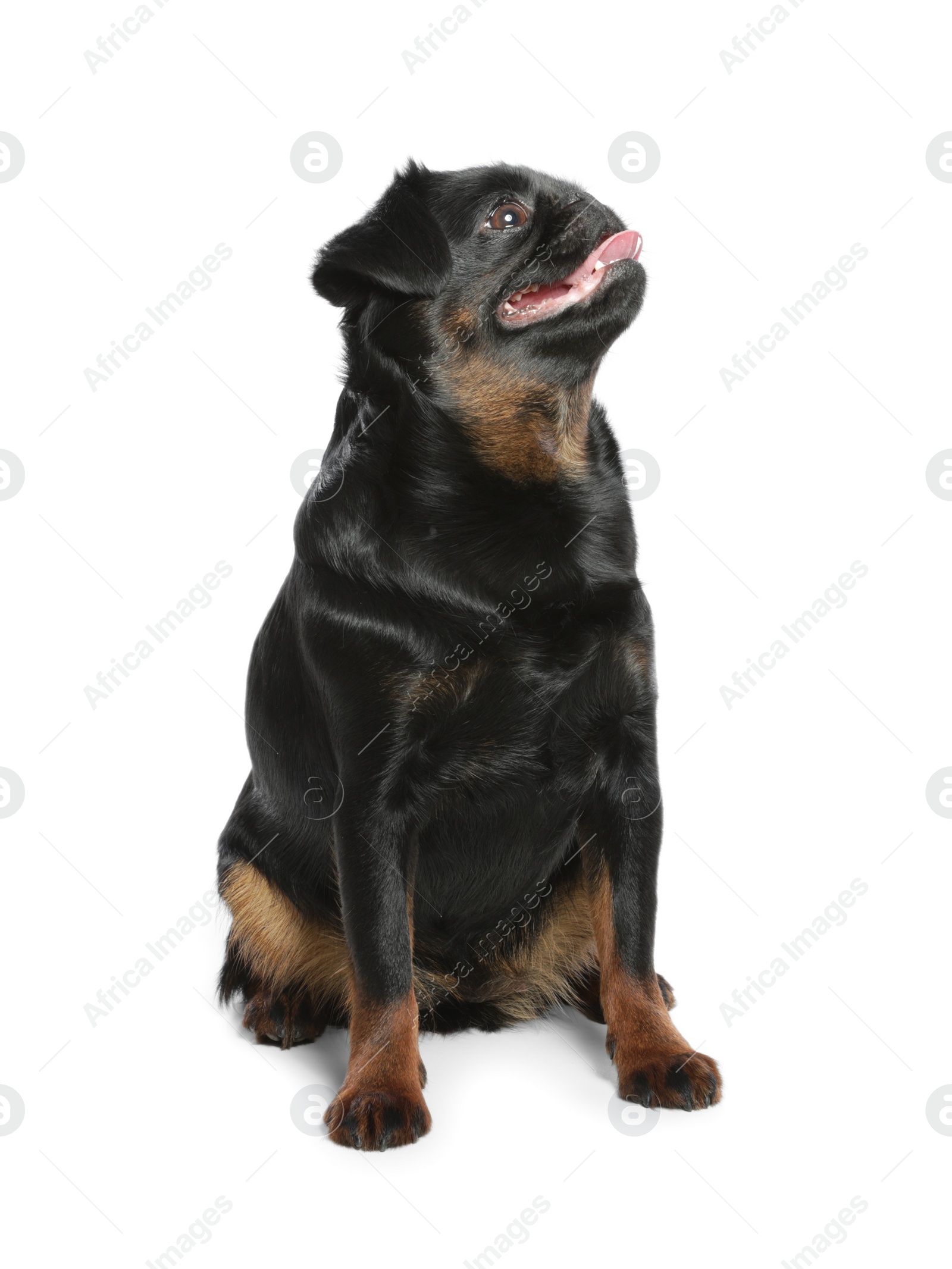 Photo of Adorable black Petit Brabancon dog sitting on white background