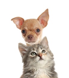 Adorable cat and dog on white background. Cute friends