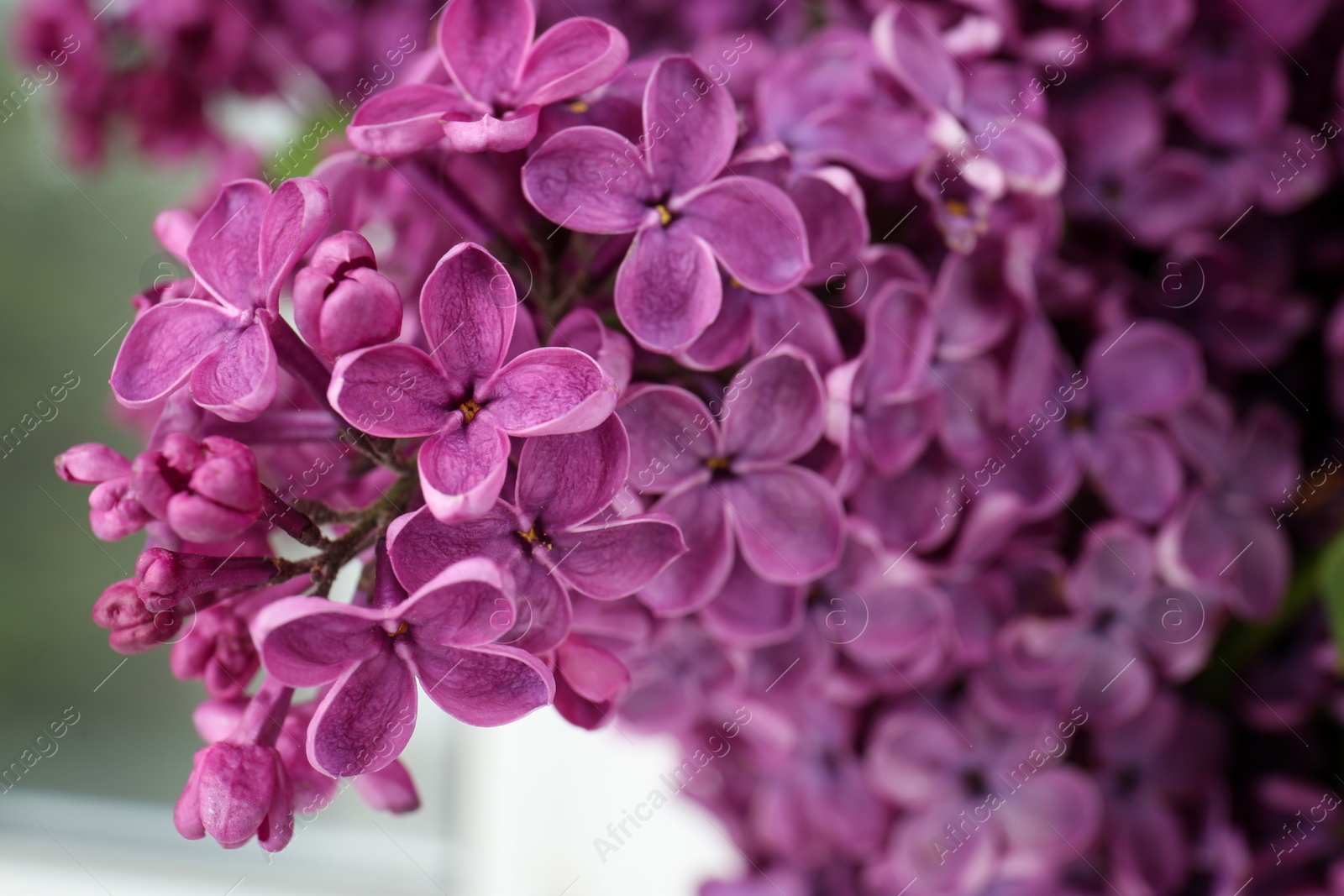 Photo of Closeup view of beautiful lilac flowers on blurred background