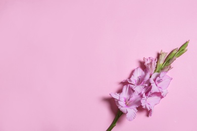 Beautiful gladiolus flowers on pink background, top view. Space for text