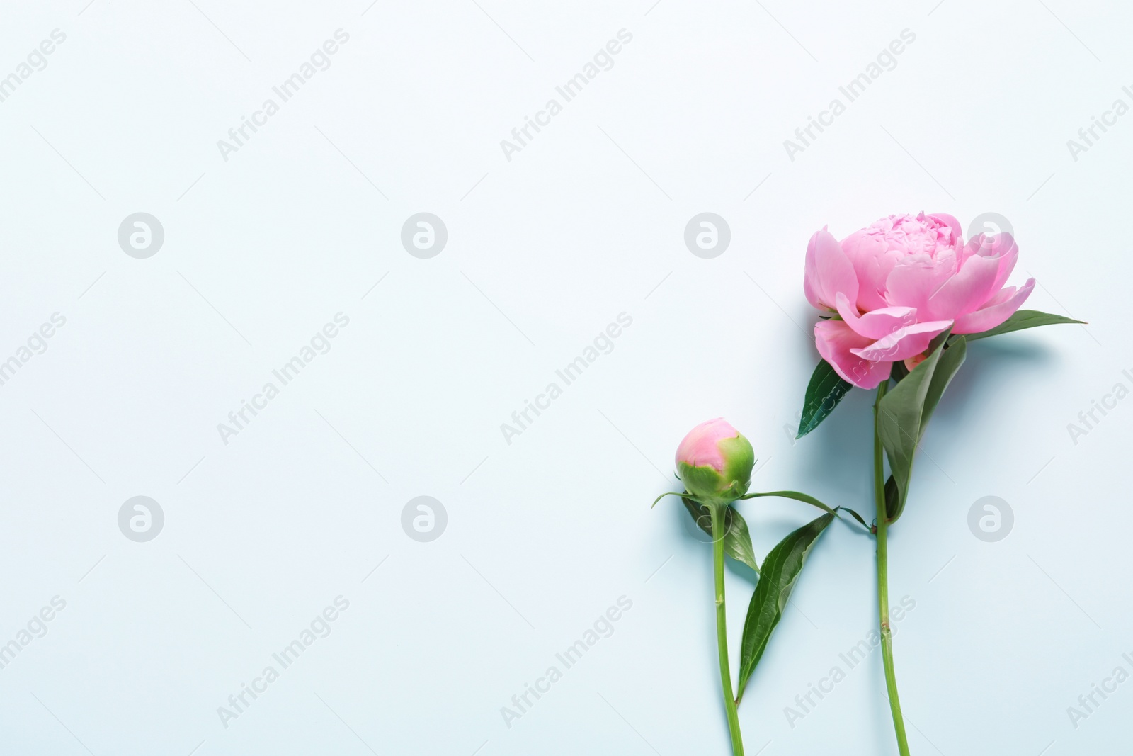 Photo of Beautiful fragrant peony flowers on white background