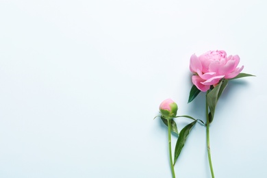 Beautiful fragrant peony flowers on white background