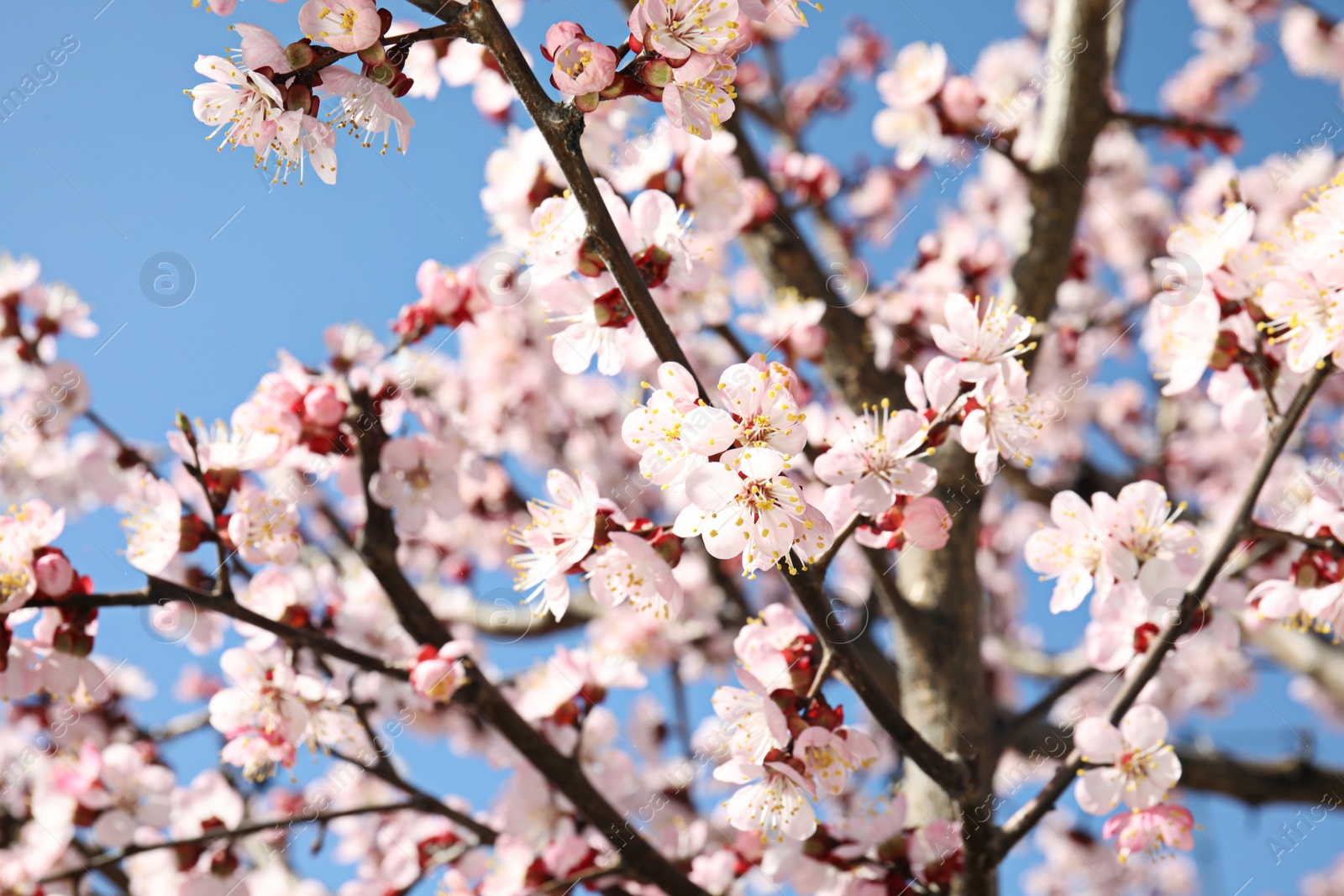 Photo of Closeup view of blossoming apricot tree on sunny day outdoors. Springtime