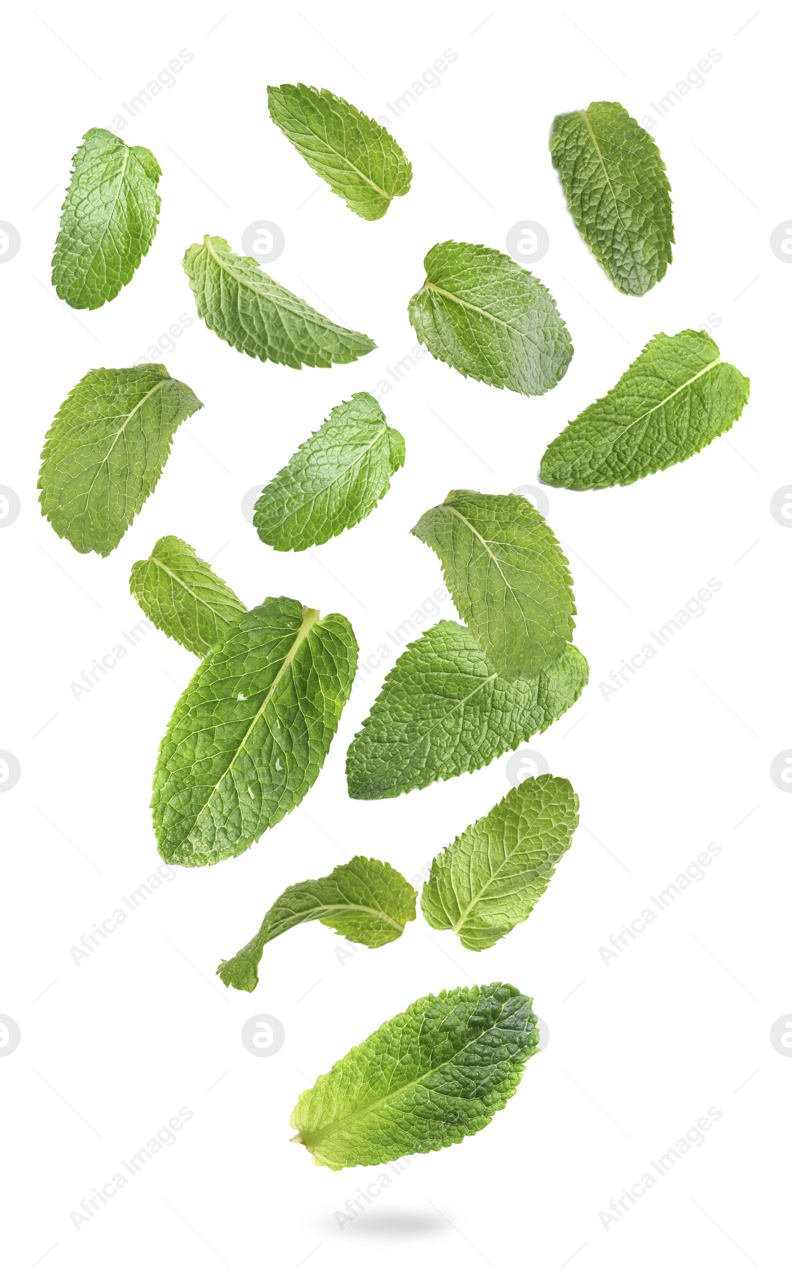 Image of Set of flying green mint leaves on white background