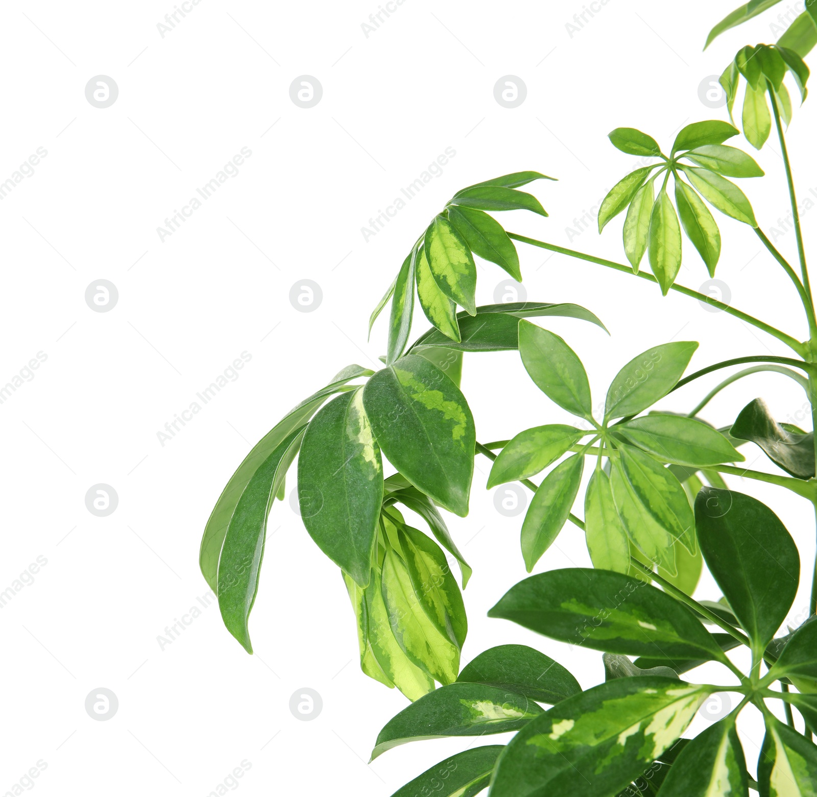 Photo of Beautiful schefflera plant on white background. Home decor