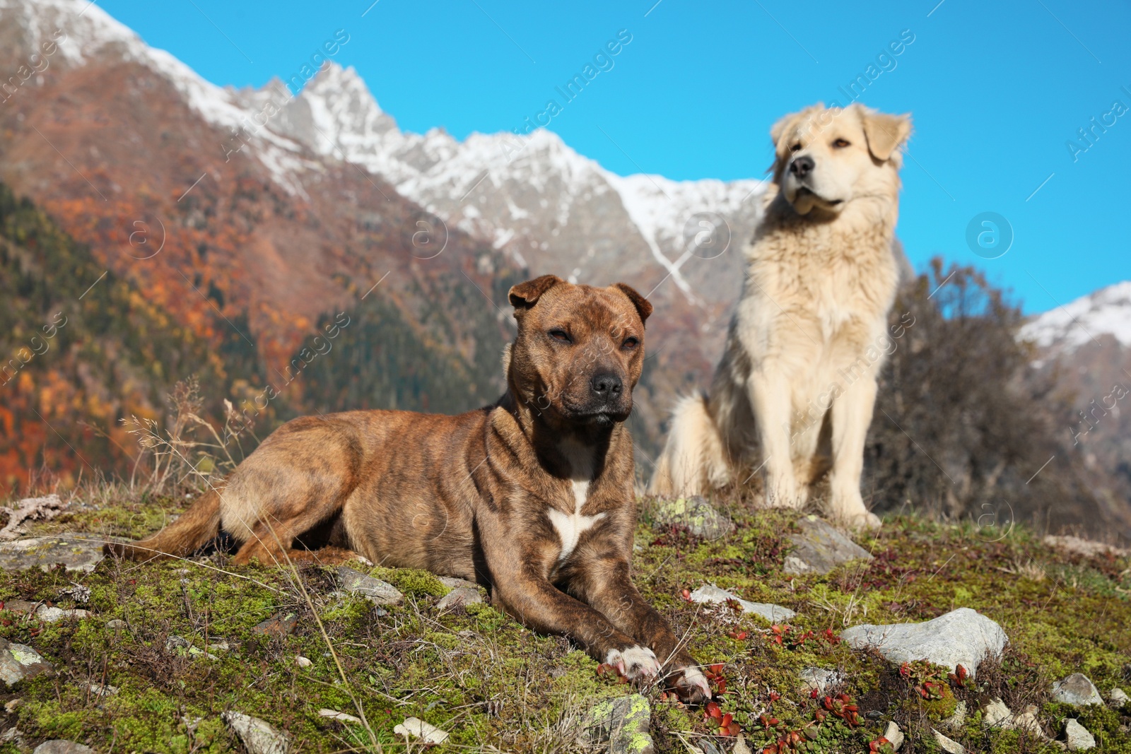 Photo of Adorable dogs in mountains on sunny day