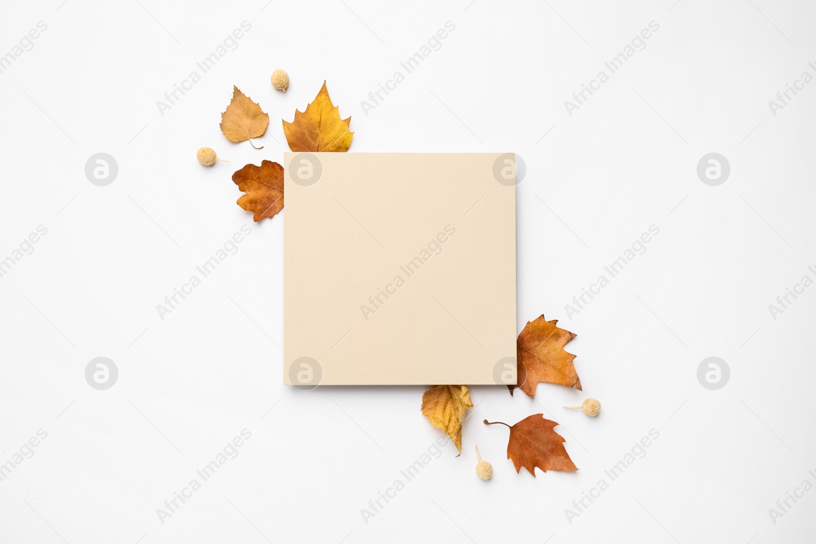 Photo of Flat lay composition with autumn leaves and blank card on white background, space for text