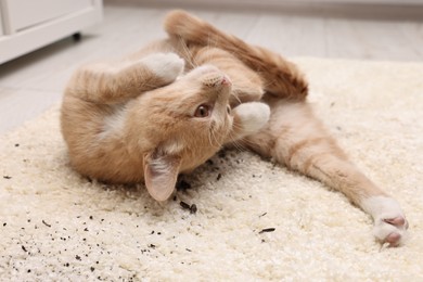 Cute ginger cat on carpet with scattered soil indoors