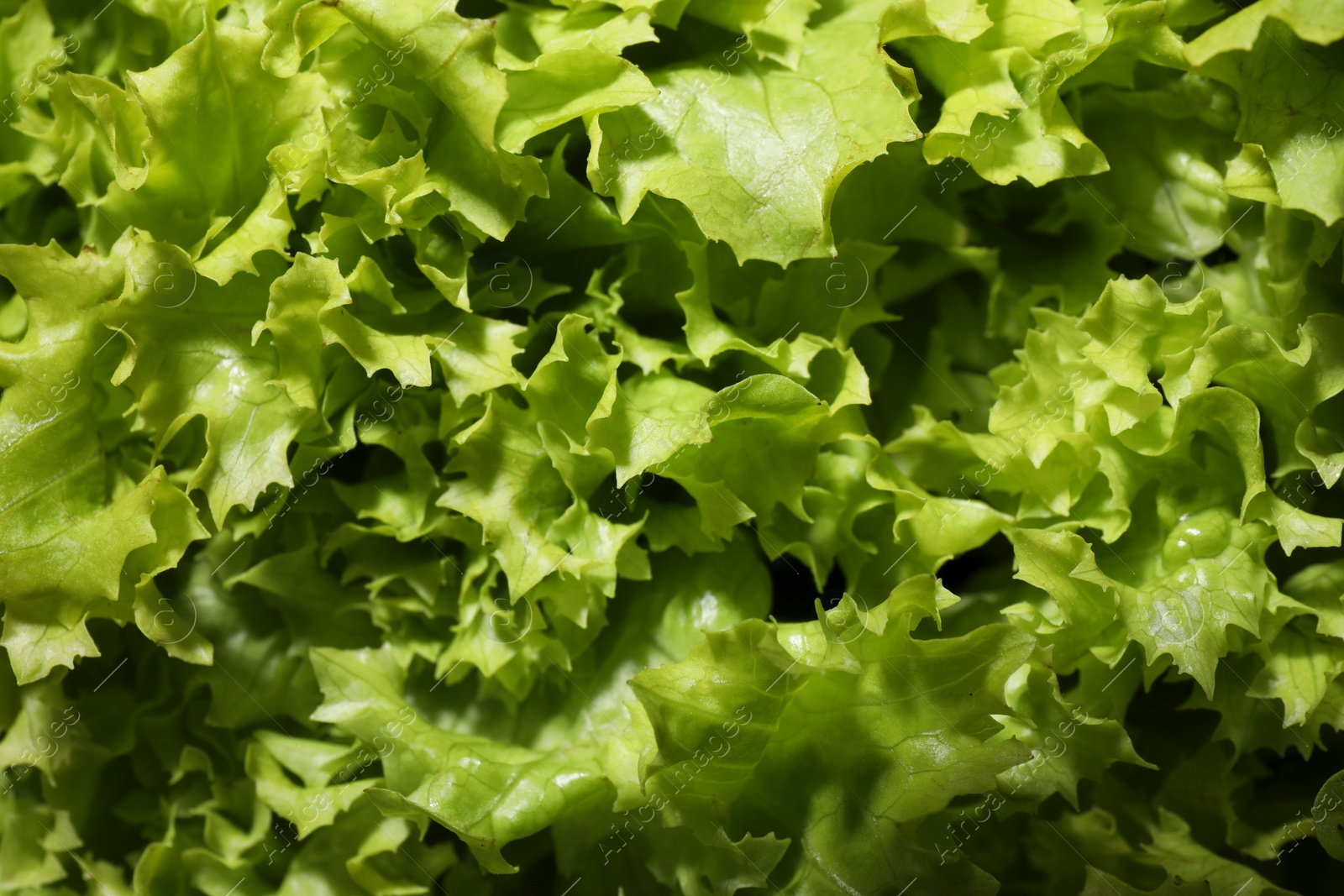 Photo of Fresh green lettuce as background, closeup. Salad greens