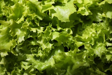 Fresh green lettuce as background, closeup. Salad greens