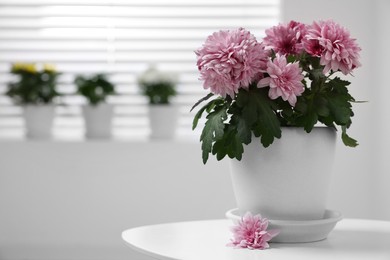 Beautiful chrysanthemum plant in flower pot on white table indoors. Space for text